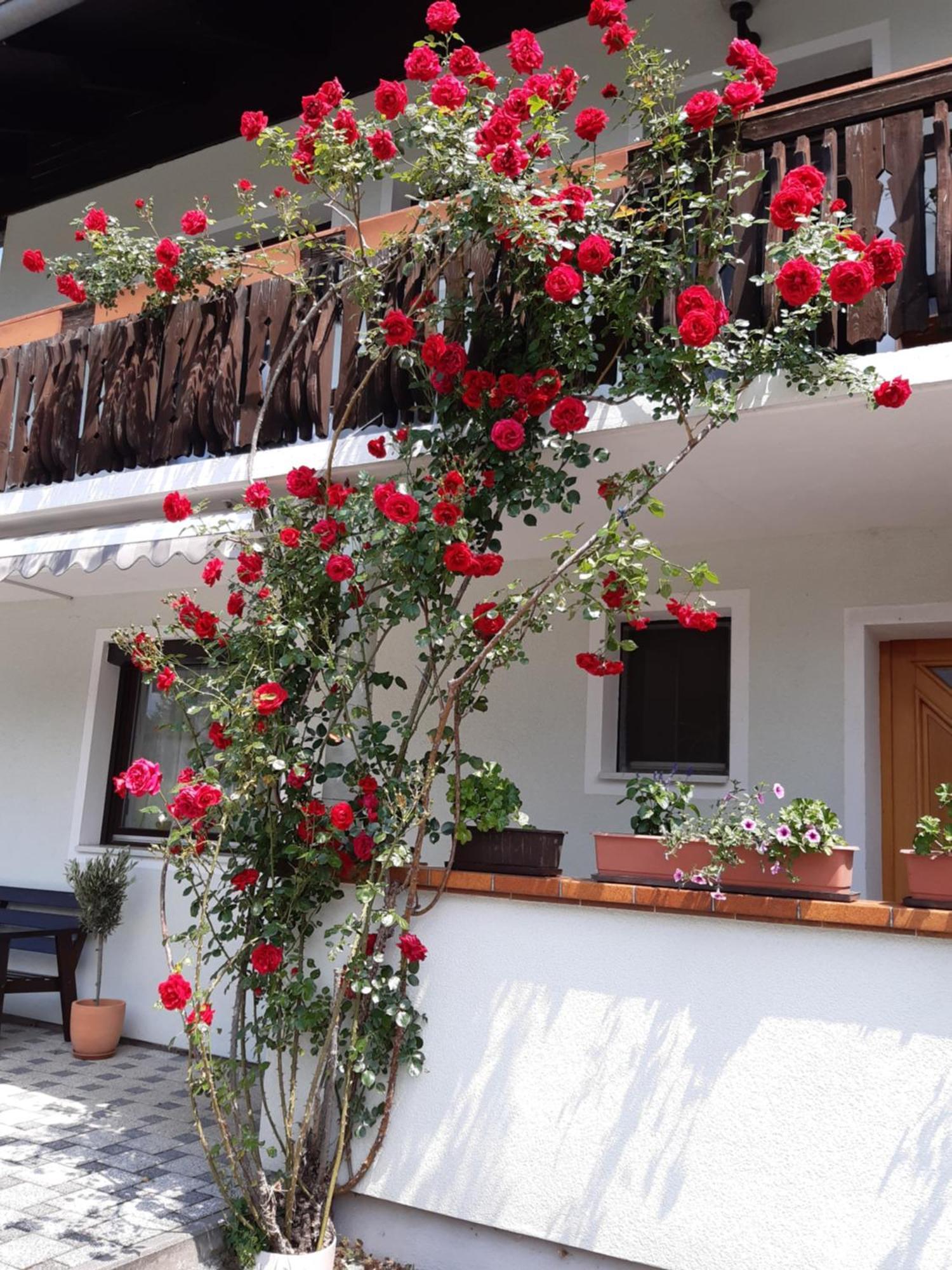 Pension Stausee Sankt Jakob im Rosental Εξωτερικό φωτογραφία